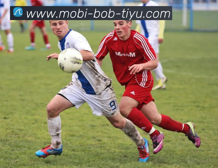 BOB体育平台生态图